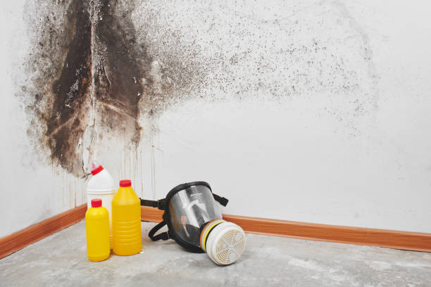 Best Mold Inspection  in Georgetown, TX