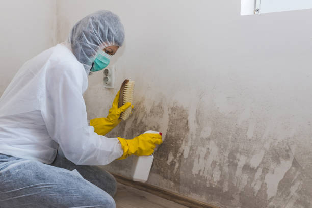 Mold Removal and Inspection in Georgetown, TX