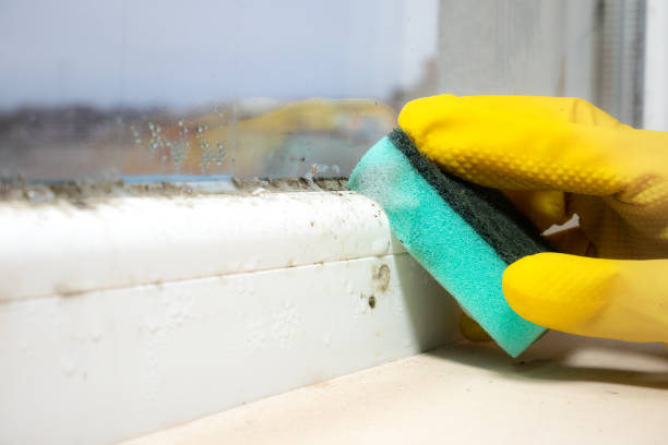 Professional Mold Removal in Georgetown, TX